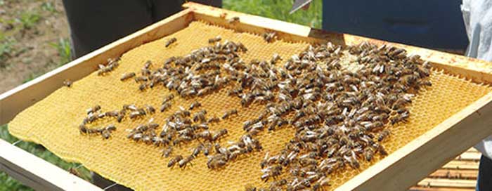 Récolte du miel de nos rûches